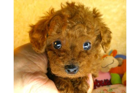 販売中の茨城県のトイプードル-387585の4枚目