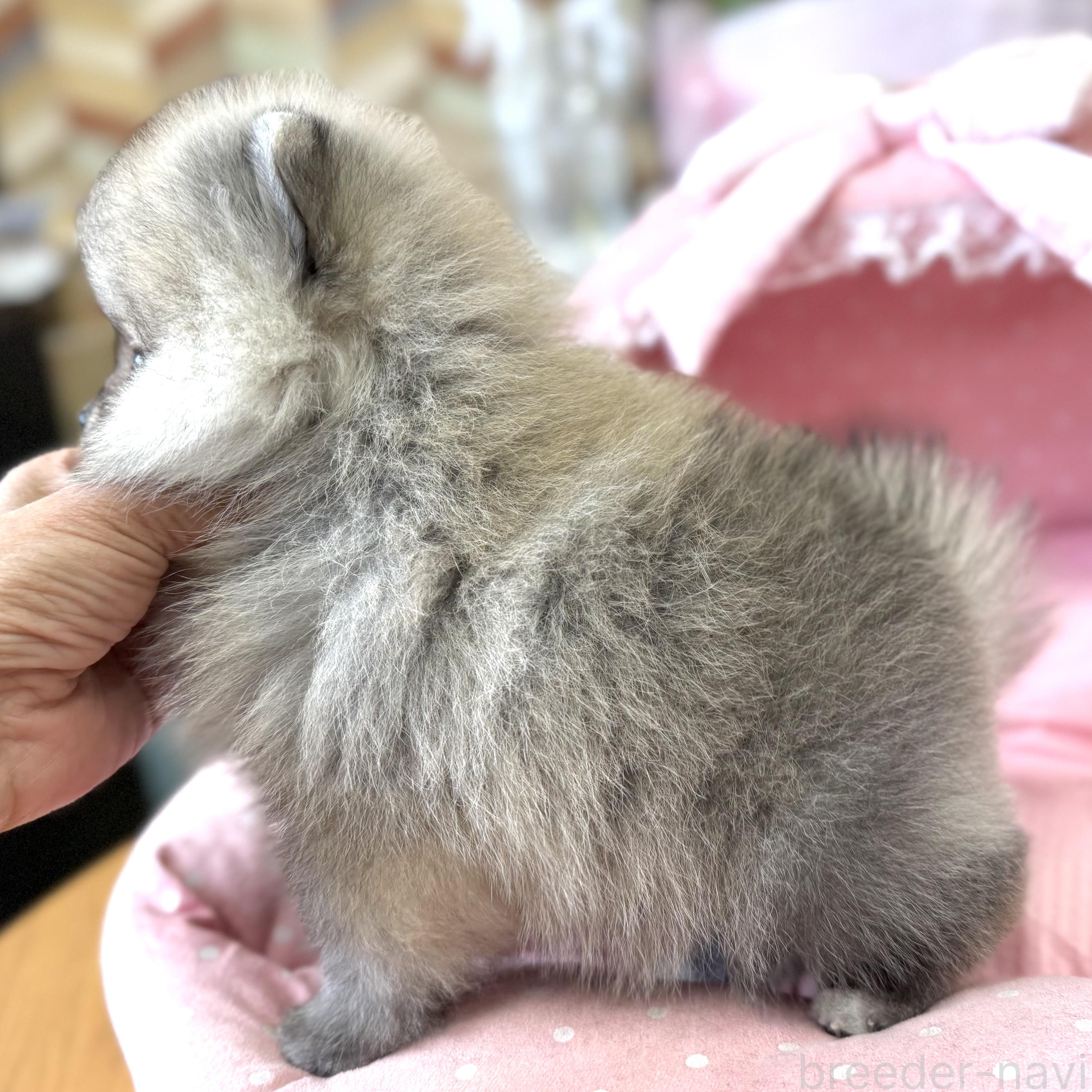 販売中の大阪府のポメラニアン-387584の8枚目