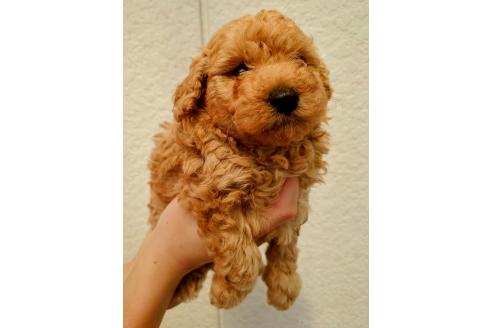 販売中の長野県のトイプードル-387590の3枚目