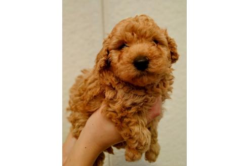 販売中の長野県のトイプードル-387590の2枚目