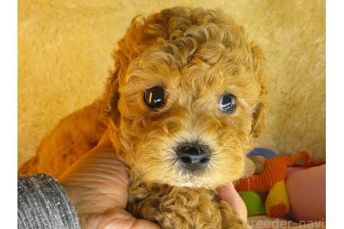 商談中の茨城県のトイプードル-387593の6枚目