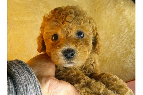 商談中の茨城県のトイプードル-387593の3枚目