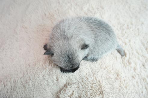 販売中の奈良県のミックス犬-387591の5枚目