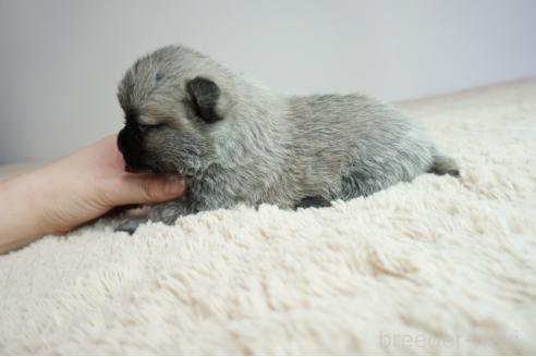 販売中の奈良県のミックス犬-387591の4枚目