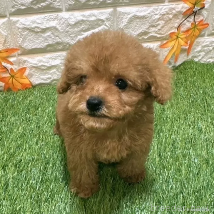 成約済の愛知県のトイプードル-386667の1枚目