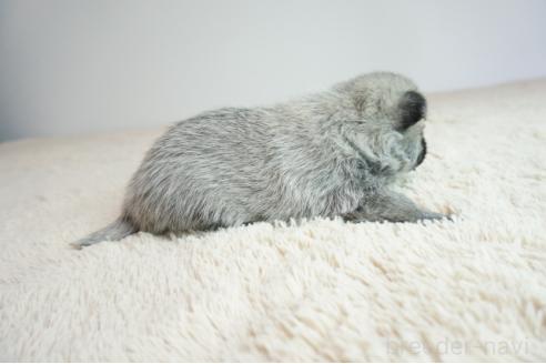 販売中の奈良県のミックス犬-387591の3枚目