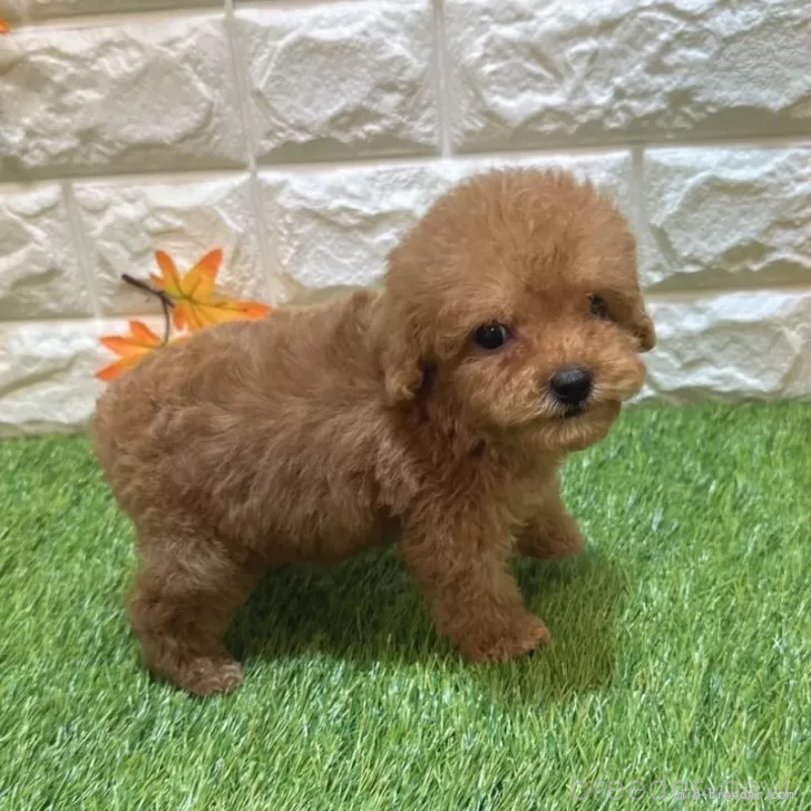 成約済の愛知県のトイプードル-386667の5枚目