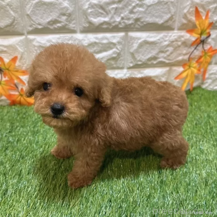 成約済の愛知県のトイプードル-386667の4枚目