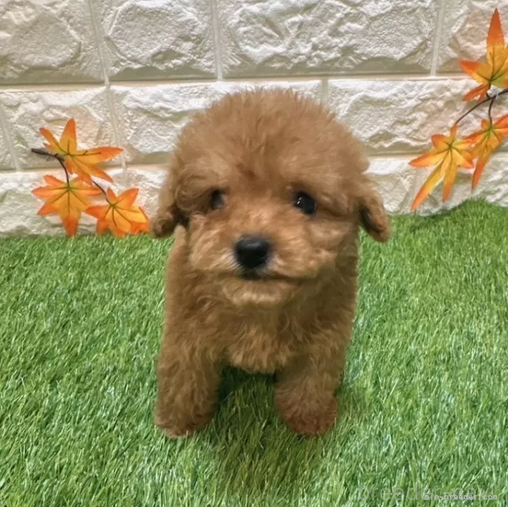 成約済の愛知県のトイプードル-386667の3枚目