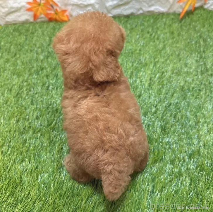 成約済の愛知県のトイプードル-386667の2枚目