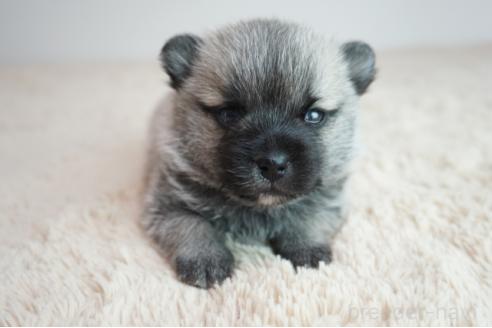 販売中の奈良県のミックス犬-387591
