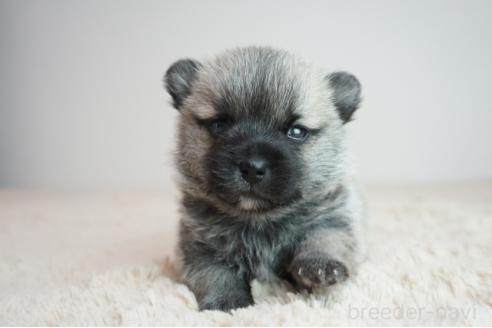 販売中の奈良県のミックス犬-387591の2枚目
