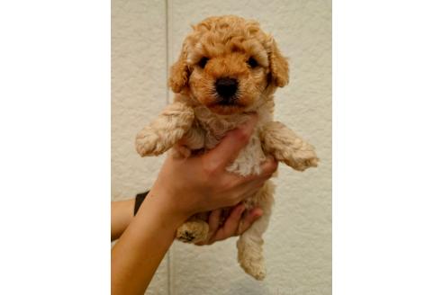 販売中の長野県のトイプードル-387592の3枚目
