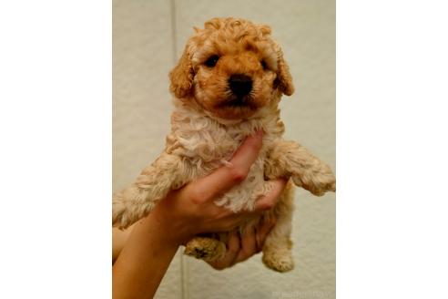 販売中の長野県のトイプードル-387592の2枚目