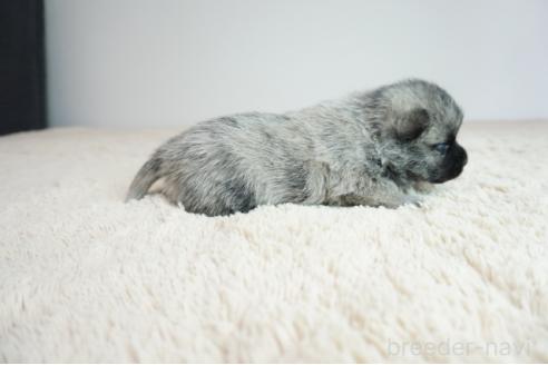 販売中の奈良県のミックス犬-387596の4枚目