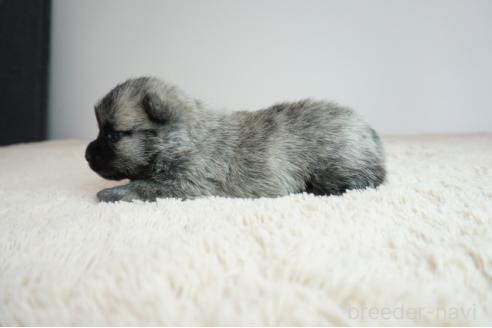 販売中の奈良県のミックス犬-387596の3枚目
