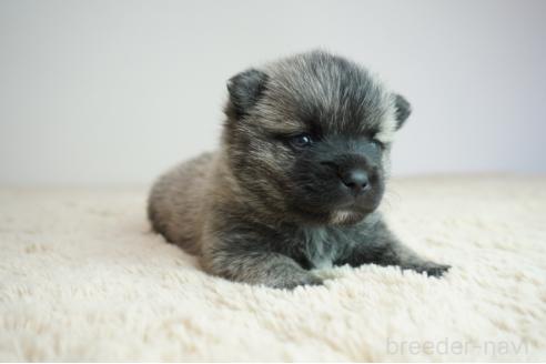 販売中の奈良県のミックス犬-387596の2枚目