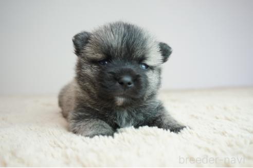 販売中の奈良県のミックス犬-387596