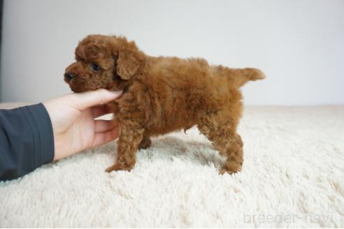 販売中の奈良県のトイプードル-387603の3枚目