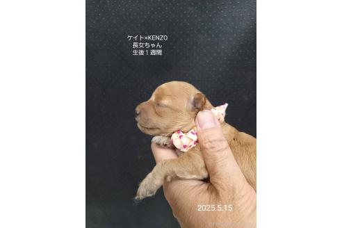 成約済の大阪府のタイニープードル-386542の6枚目
