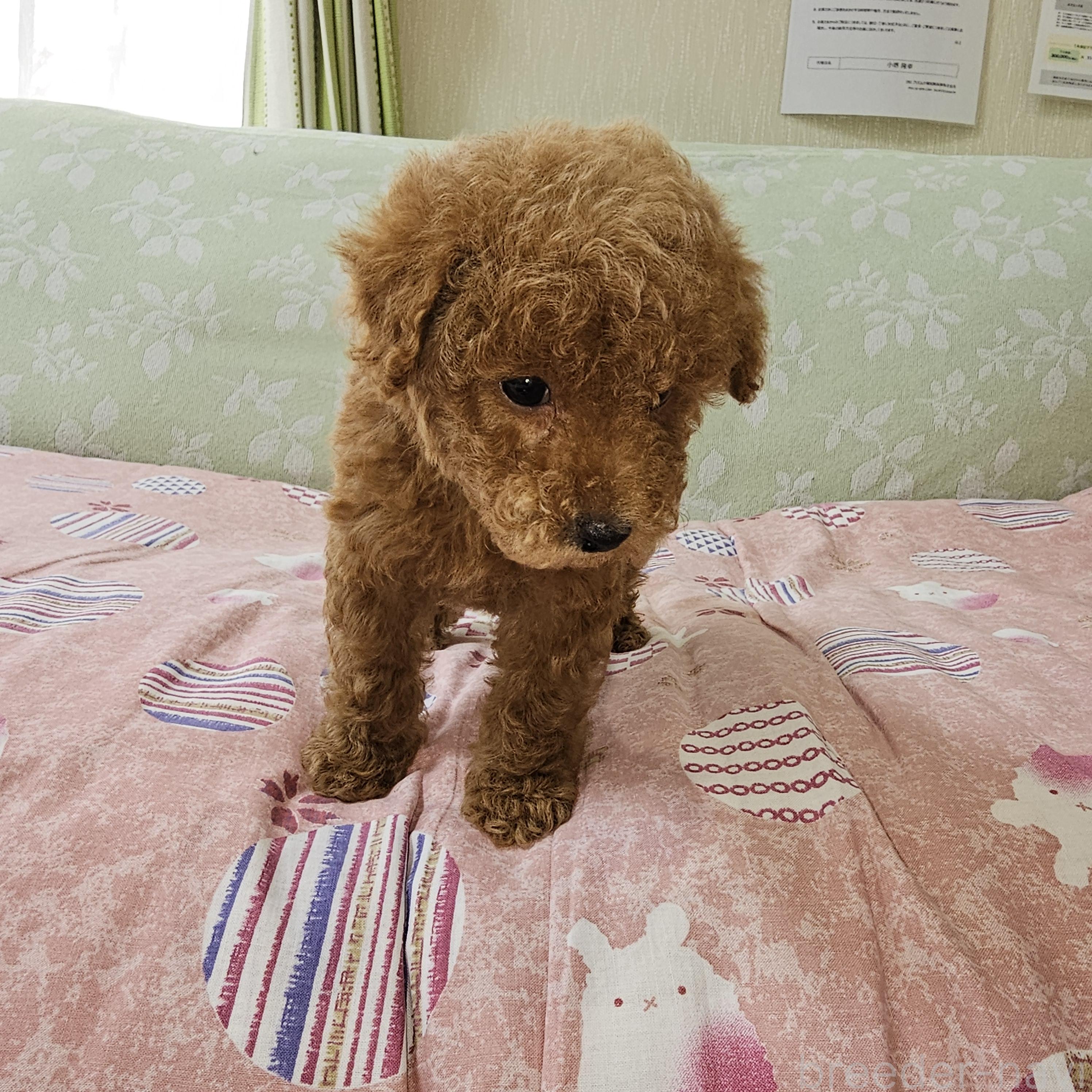 販売中の埼玉県のタイニープードル-387611の10枚目