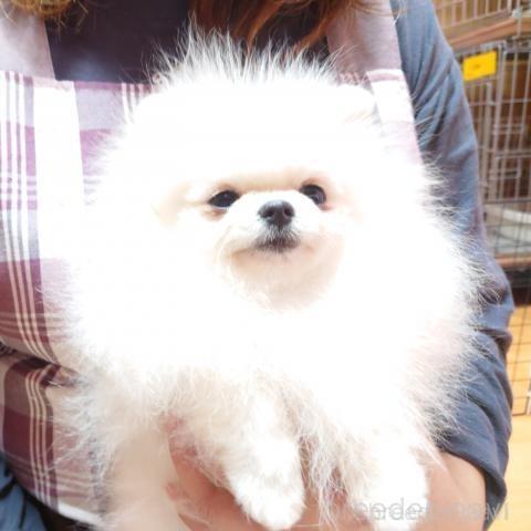 販売中の愛知県のポメラニアン-387634の5枚目