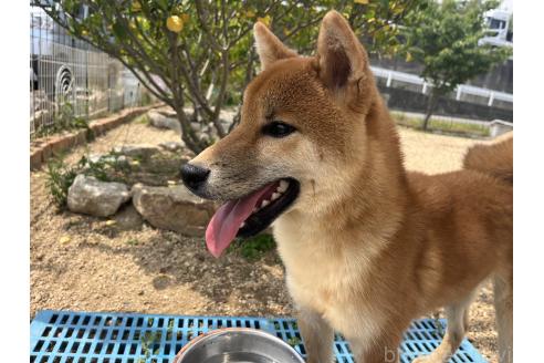 販売中の岡山県の柴犬-368104の5枚目