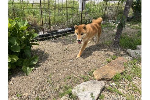 販売中の岡山県の柴犬-368104の4枚目