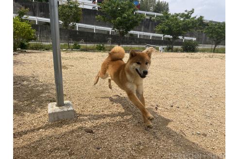 販売中の岡山県の柴犬-368104の3枚目