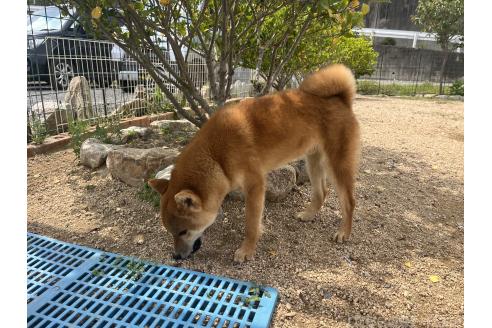 販売中の岡山県の柴犬-368104の2枚目