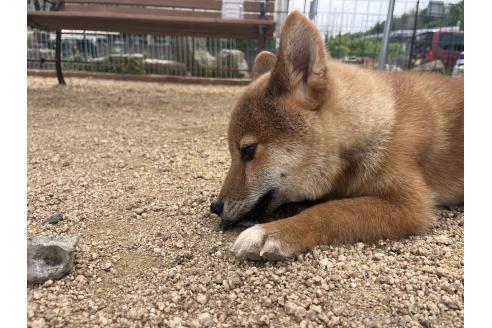 販売中の岡山県の柴犬-361077の5枚目