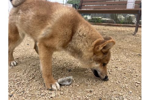 販売中の岡山県の柴犬-361077の4枚目