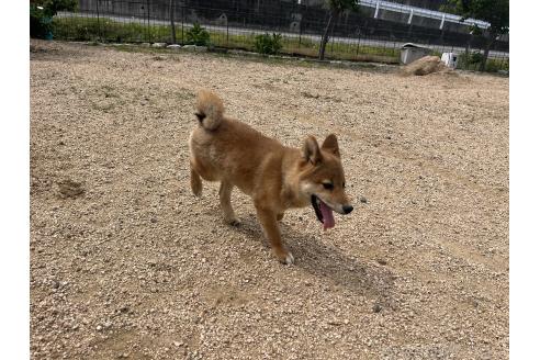 販売中の岡山県の柴犬-361077の3枚目