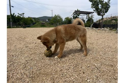 販売中の岡山県の柴犬-361077の2枚目