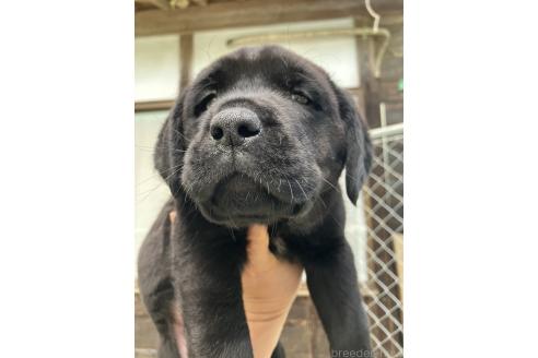 販売中の福島県のラブラドールレトリーバー-387646の4枚目