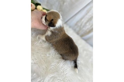 販売中の愛媛県のウェルシュコーギーペンブローク-387649の4枚目