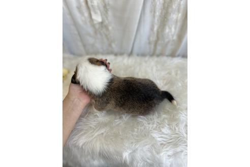 販売中の愛媛県のウェルシュコーギーペンブローク-387652の4枚目