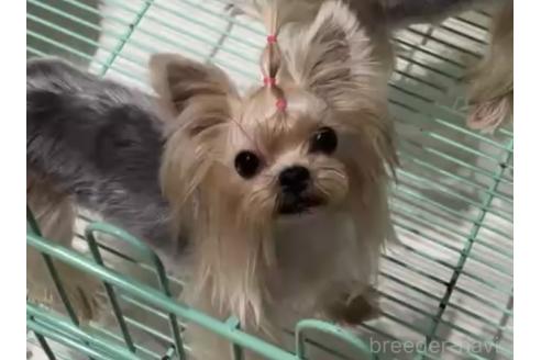販売中の埼玉県のヨークシャーテリア-387651の2枚目