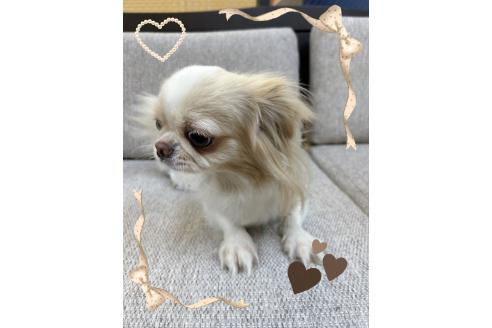 販売中の東京都のミックス犬-387660の3枚目