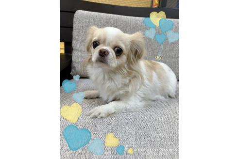 販売中の東京都のミックス犬-387660の2枚目