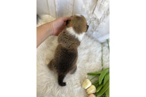 販売中の愛媛県のウェルシュコーギーペンブローク-387659の2枚目