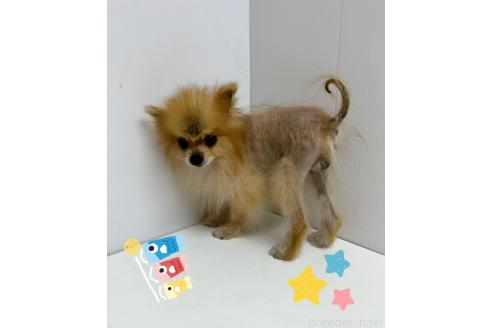 販売中の東京都のポメラニアン-387662の3枚目