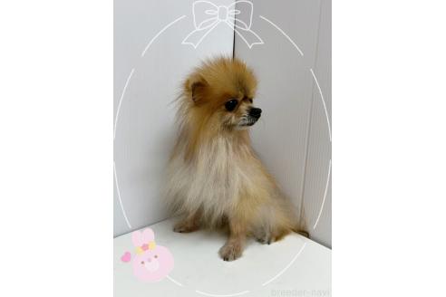 販売中の東京都のポメラニアン-387662の2枚目