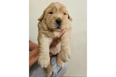 販売中の長野県のゴールデンレトリーバー-387669の1枚目
