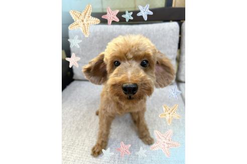 販売中の東京都のトイプードル-387671の3枚目