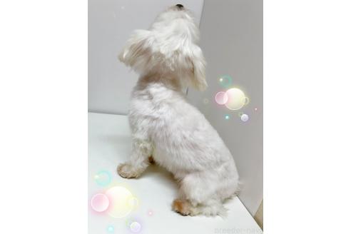 販売中の東京都のポメマル:ポメラニアン×マルチーズ-387676の4枚目