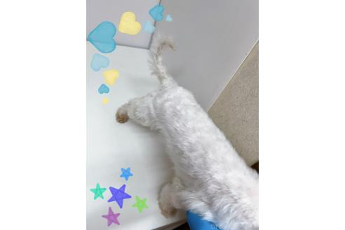 販売中の東京都のポメマル:ポメラニアン×マルチーズ-387676の2枚目