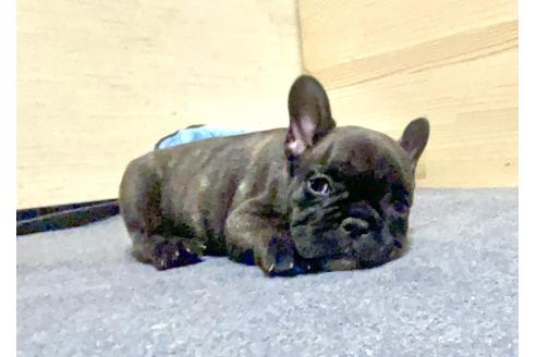 販売中の愛知県のフレンチブルドッグ-387678の2枚目