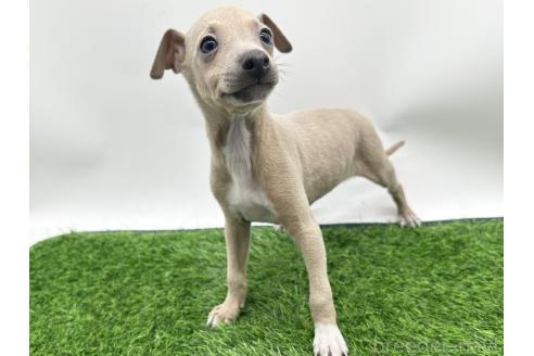 成約済の愛知県のイタリアングレーハウンド(イタグレ)-386135の10枚目