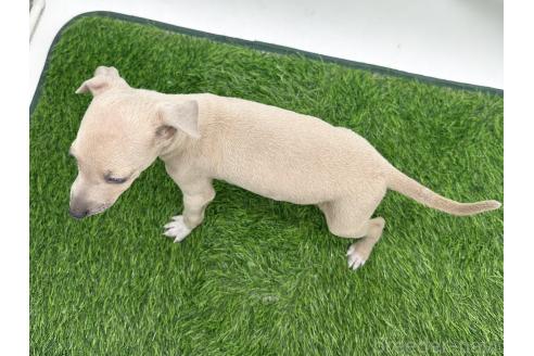 成約済の愛知県のイタリアングレーハウンド(イタグレ)-386135の7枚目